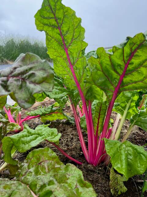 Field of Swiss Chard