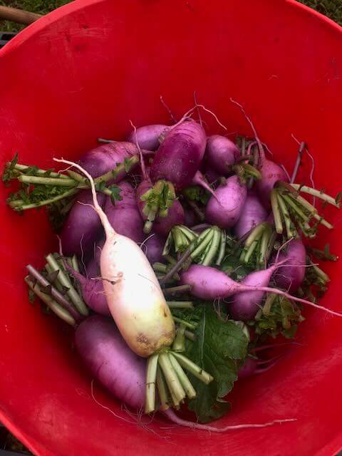 Buck of radishes.